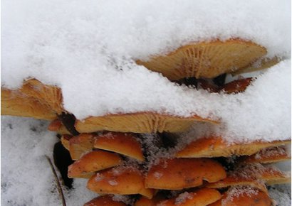 Выживание. Поздние съедобные грибы Северо-Запада.