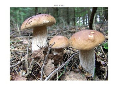 Какие белые грибы водятся у нас на Северо-Западе